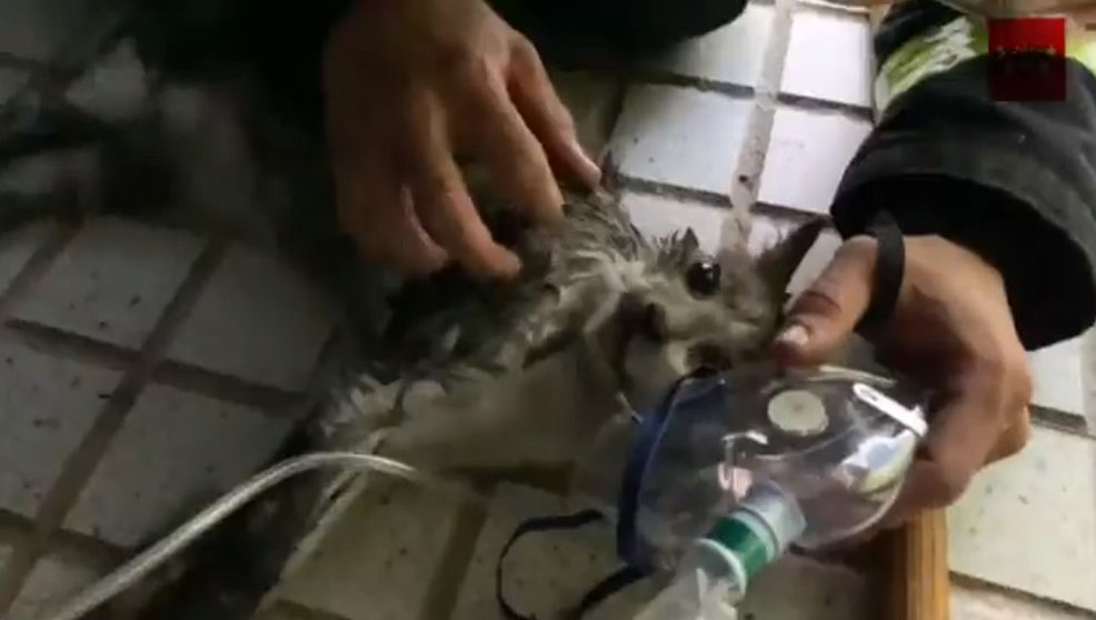 Gato rescatado y reanimado tras un incendio en una vivienda de Valdemoro / 112 Emergencias