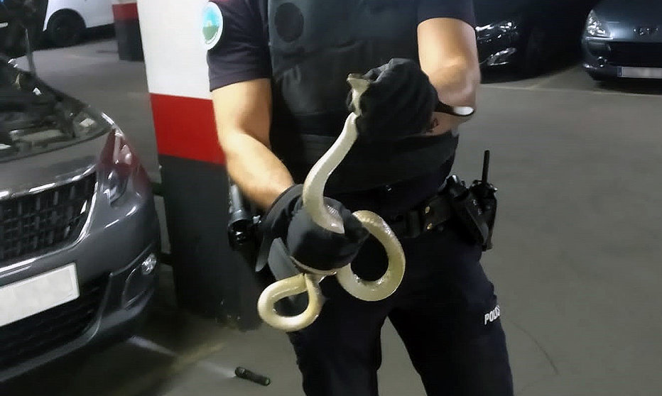 Serpiente rescatada por la Policía Local de Móstoles