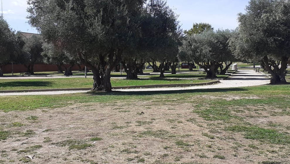 Árboles del Parque de los Olivos / Ayuntamiento de Parla