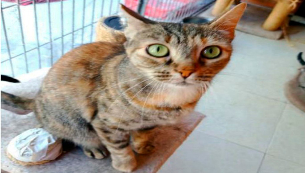 Imagen de uno de los gatos para adoptar / Foto: Ayuntamiento de Parla