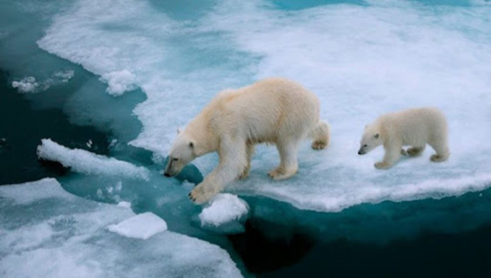 Osos polares sufriendo el cambio climático