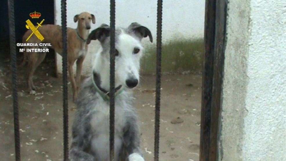 Liberados más de cien perros que vivían en lamentables condiciones en una perrera clandestina de Parla