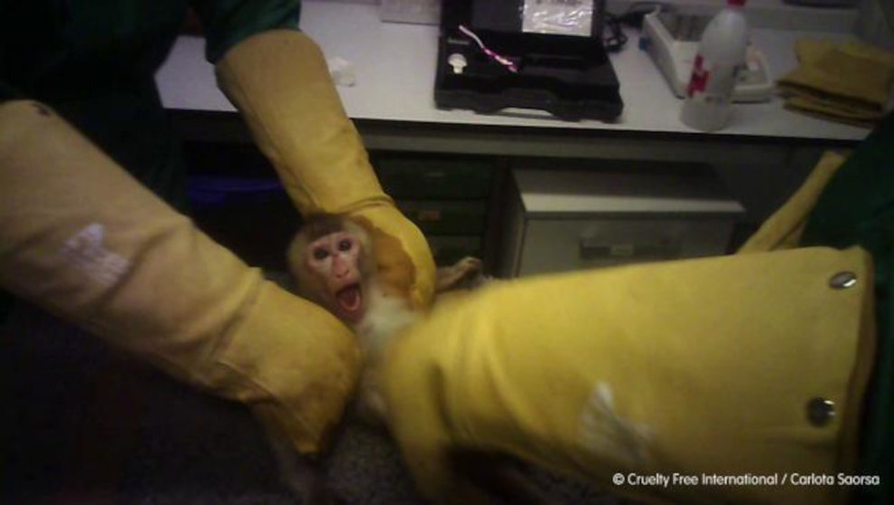 Maltrato animal en el laboratorio farmaceutico Vivotecnia / Cruelty Free International